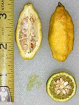 لیموترش رودخانه راسِل